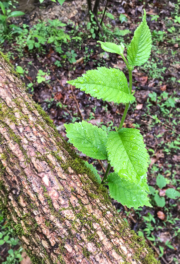 image of Ulmus rubra, Slippery Elm, Red Elm