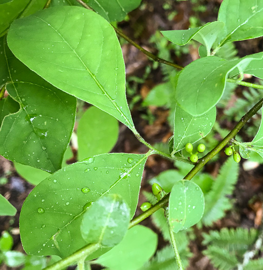 image of Lindera benzoin, Northern Spicebush, Wild Allspice