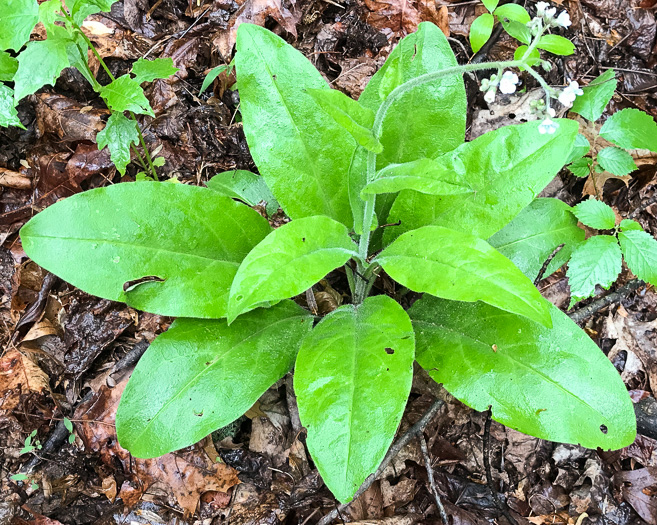 image of Andersonglossum virginianum, Southern Wild Comfrey, Southern Hound’s-tongue