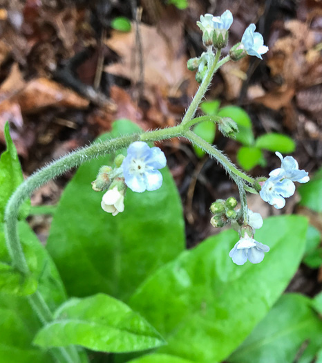 image of Andersonglossum virginianum, Southern Wild Comfrey, Southern Hound’s-tongue