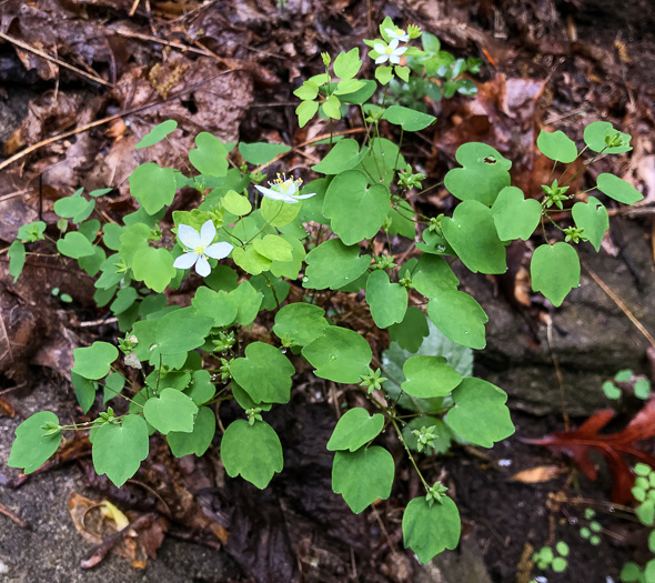 image of Thalictrum thalictroides, Windflower, Rue-anemone, Wind-rue