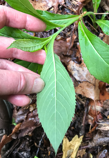 image of Erechtites hieraciifolius, Fireweed, American Burnweed, Pilewort