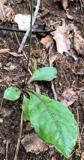 image of Hieracium marianum, Maryland Hawkweed