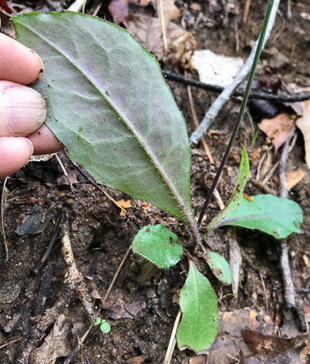 image of Hieracium marianum, Maryland Hawkweed