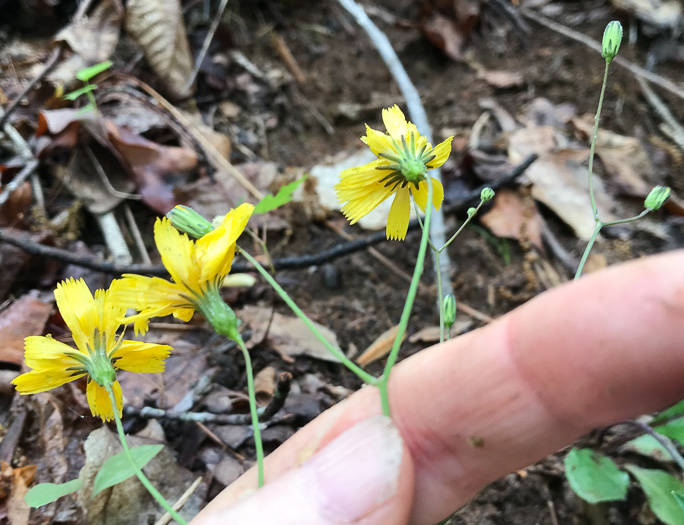 image of Hieracium marianum, Maryland Hawkweed