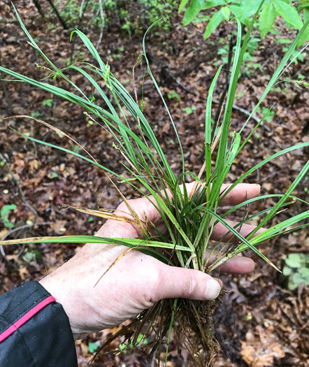image of Carex digitalis +, Slender Woodland Sedge
