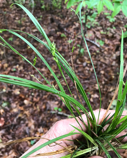 image of Carex digitalis +, Slender Woodland Sedge