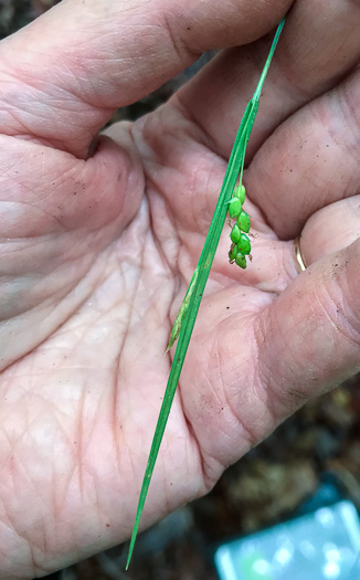 image of Carex digitalis +, Slender Woodland Sedge