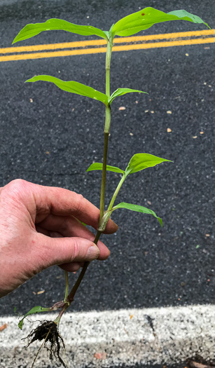 image of Commelina communis, Asiatic Dayflower, Common Dayflower