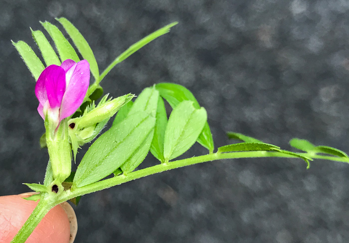image of Vicia sativa ssp. nigra, Narrowleaf Vetch, Garden Vetch