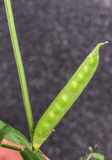 image of Vicia sativa ssp. nigra, Narrowleaf Vetch, Garden Vetch