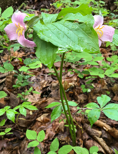 image of Trillium catesbyi, Catesby's Trillium, Rosy Wake-robin, Bashful Trillium, Rose Trillium
