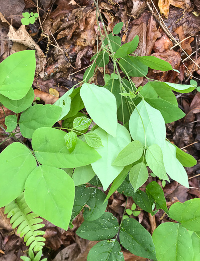 image of Hylodesmum nudiflorum, Naked Tick-trefoil, Naked-flowered Tick Trefoil, Woodland Tick-trefoil