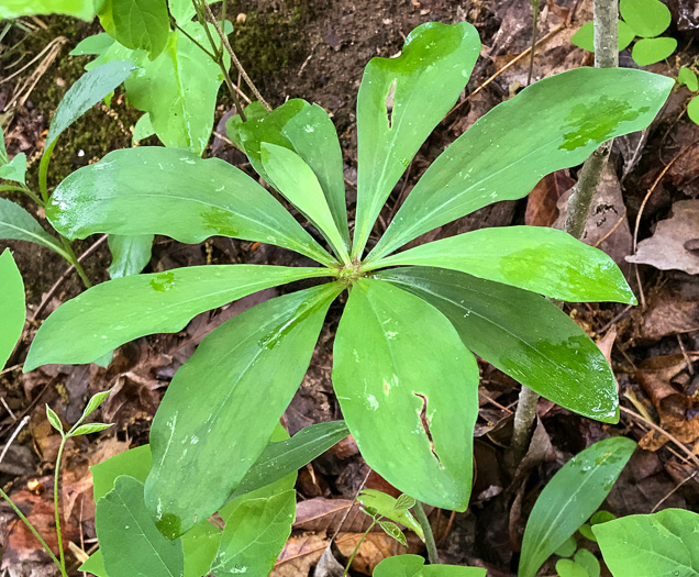 image of Lilium michauxii, Carolina Lily, Michaux’s Lily