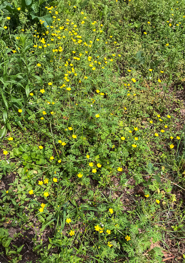 image of Ranunculus bulbosus, Bulbous Buttercup