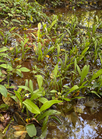 image of Sagittaria fasciculata, Bunched Arrowhead