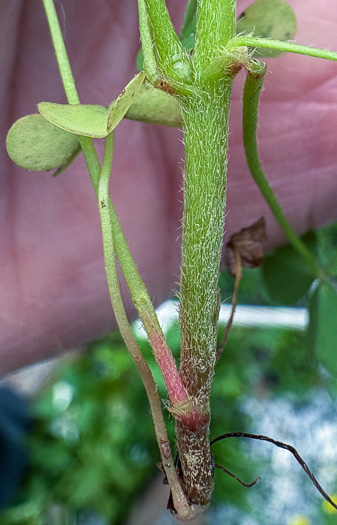 image of Oxalis dillenii, Southern Yellow Wood-sorrel, Slender Yellow Wood-sorrel
