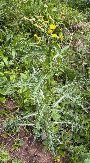 image of Sonchus asper, Prickly Sowthistle, Spiny-leaf Sowthistle
