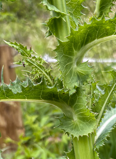 image of Sonchus asper, Prickly Sowthistle, Spiny-leaf Sowthistle
