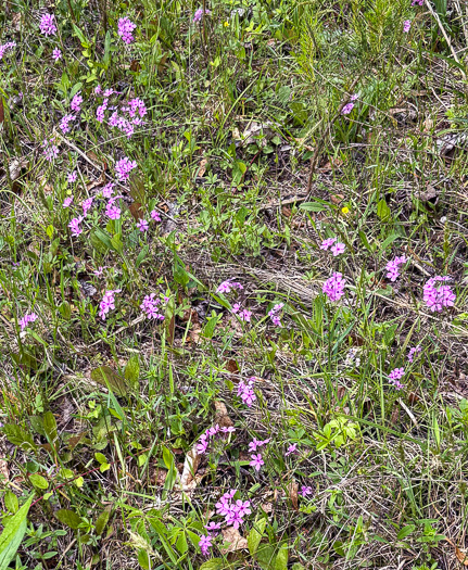 image of Phlox amoena, Hairy Phlox, Chalice Phlox