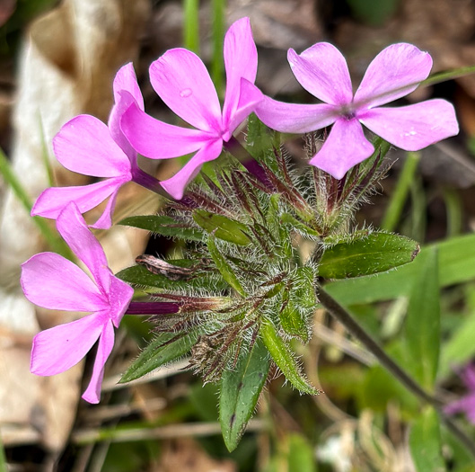 image of Phlox amoena, Hairy Phlox, Chalice Phlox