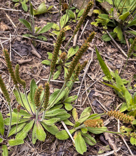 image of Plantago virginica, Virginia Plantain, Southern Plantain, Paleseed Plantain, Hoary Plantain