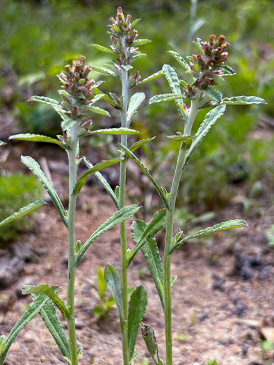 image of Gamochaeta purpurea, Spoonleaf Purple Everlasting, Purple Cudweed, Spoonleaf Cudweed