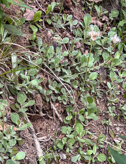 image of Antennaria plantaginifolia, Plantainleaf Pussytoes, Plantain Pussytoes