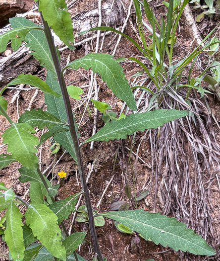 image of Aureolaria virginica, Downy False Foxglove, Downy Oak-leach, Virginia Oak-leach, Downy Yellow False Foxglove