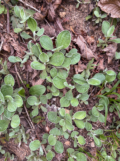 image of Antennaria plantaginifolia, Plantainleaf Pussytoes, Plantain Pussytoes