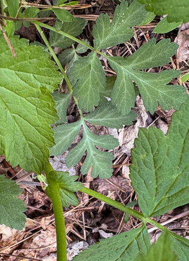 image of Geum virginianum, Pale Avens, Cream Avens