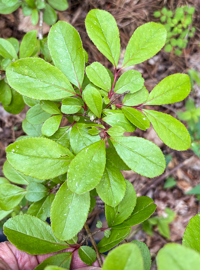 image of Viburnum rufidulum, Rusty Blackhaw, Blue Haw, Southern Blackhaw, Rusty Haw
