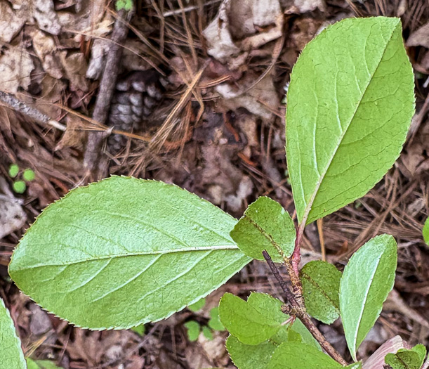 image of Viburnum rufidulum, Rusty Blackhaw, Blue Haw, Southern Blackhaw, Rusty Haw