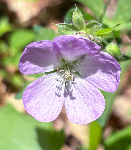 image of Geranium maculatum, Wild Geranium