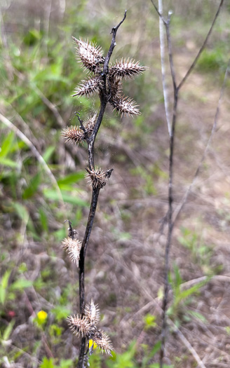 image of Xanthium chinense, Common Cocklebur