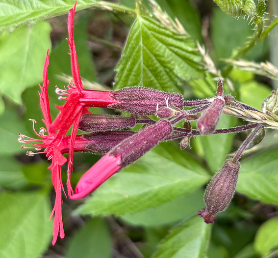 image of Silene virginica var. virginica, Fire-pink