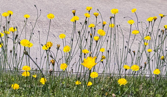 image of Hypochaeris radicata, Hairy Cat's-ear, Spotted Cat's-ear, Cat's Ear Dandelion