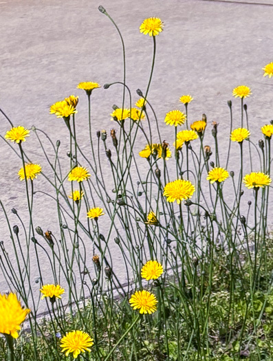 image of Hypochaeris radicata, Hairy Cat's-ear, Spotted Cat's-ear, Cat's Ear Dandelion