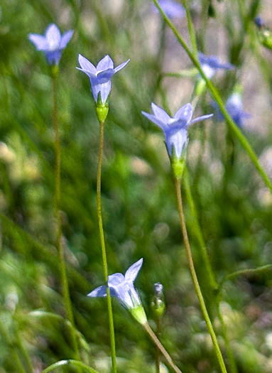 image of Wahlenbergia marginata, Wahlenbergia, Asian Rockbell, Asiatic bellflower, Southern Rockbell