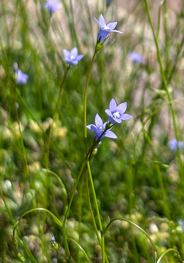 image of Wahlenbergia marginata, Wahlenbergia, Asian Rockbell, Asiatic bellflower, Southern Rockbell
