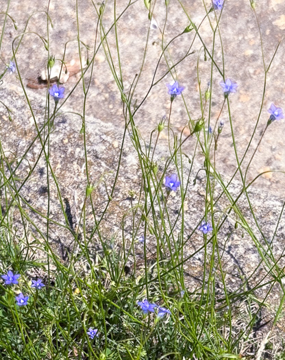 image of Wahlenbergia marginata, Wahlenbergia, Asian Rockbell, Asiatic bellflower, Southern Rockbell