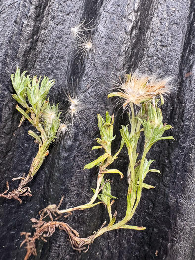 image of Facelis retusa, Trampweed, Fluffweed