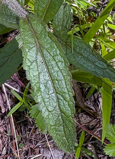 image of Eupatorium album, White Boneset, White-bracted Thoroughwort, White Thoroughwort, White Eupatorium