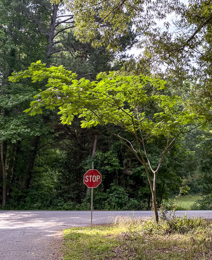 image of Albizia julibrissin, Mimosa, Silktree, Albizia