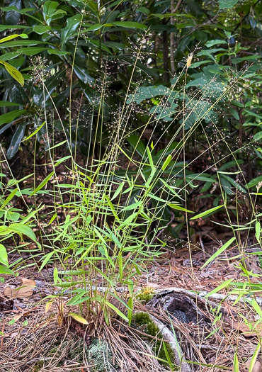 image of Dichanthelium dichotomum var. dichotomum, Forked Witchgrass