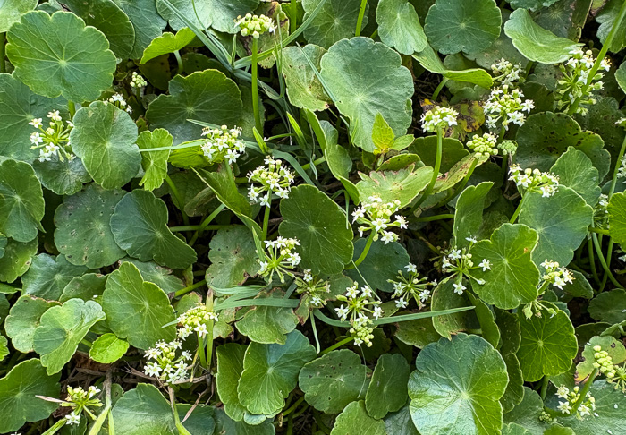 image of Hydrocotyle tribotrys, Whorled Marsh-pennywort, Water-pennywort