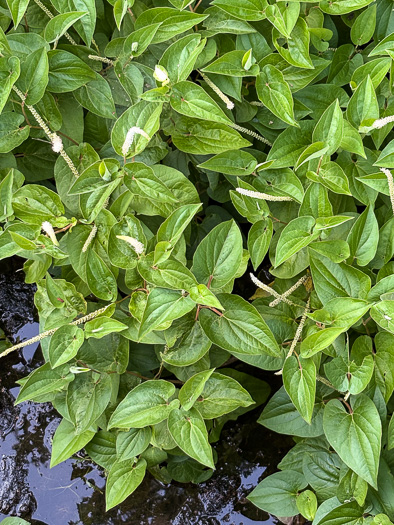 Saururus cernuus, Lizard's-tail, Water-dragon
