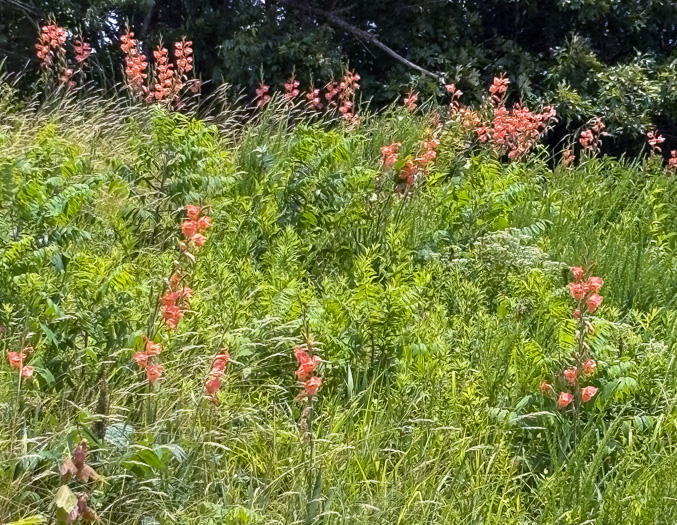 image of Gladiolus dalenii ssp. dalenii, Gladiolus