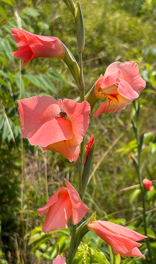 image of Gladiolus dalenii ssp. dalenii, Gladiolus