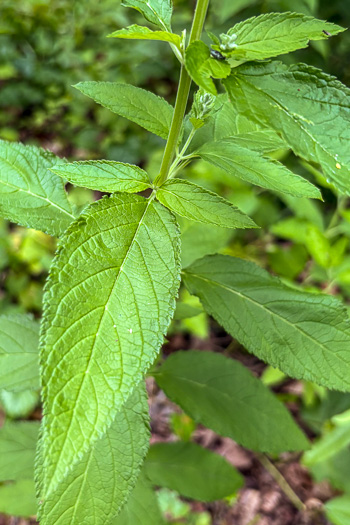 image of Teucrium canadense var. canadense, American Germander, Wood-sage, Common Germander
